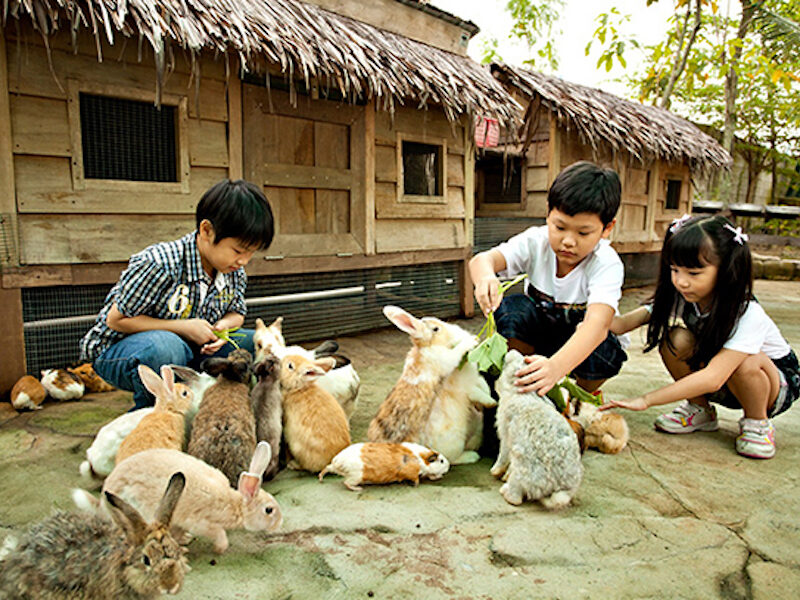 Petting Zoo School Holiday